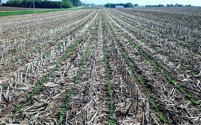 Soybeans growing in no-tilled field