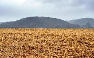 Non-over wintering cover crop with tree covered hill in background on cloudy day