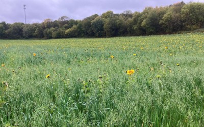 field with cover crops growing, including sunflowers