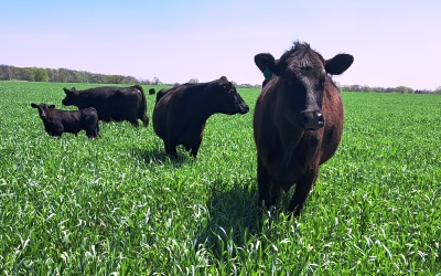 Beef cows grazing on crops